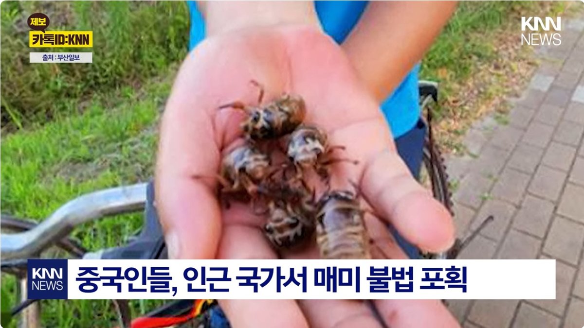 중국인들, 한강공원서 매미 유충 ‘싹쓸이’ 논란, 이것까지 먹나?