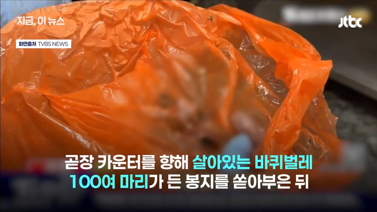 "식당에 바퀴벌레 100마리 투척"… 대만 타이난 유명 식당서 벌어진 충격적인 소동극