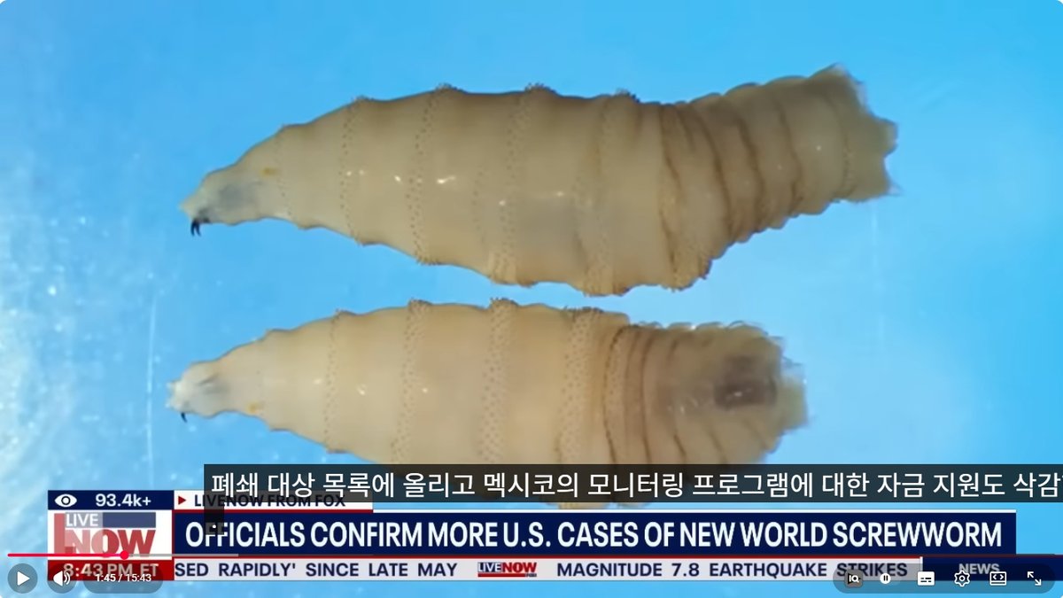 ‘살 파먹는 기생충’ 신세계 나사파리 비상… 미 남부 축산업계 ‘긴장 고조’